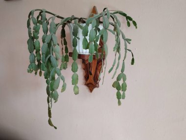 Schlumberger (Latince. Schlumbergera, Lemaire; eş anlamlılar: epiphyllum - Latince. Epiphyllum, Pfeiffer; Zygocactus - Zygocactus, Schumann; Epiphyllantus - Epiphyllanthus, Berger)