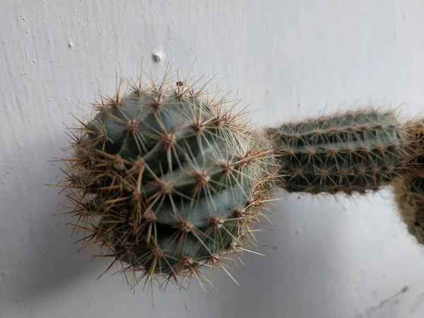 Kaktus Cactaceae Die Familie Der Sukkulenten Der Ordnung Der Nelken — Stockfoto