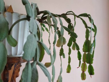 Schlumberger (Latince. Schlumbergera, Lemaire; eş anlamlılar: epiphyllum - Latince. Epiphyllum, Pfeiffer; Zygocactus - Zygocactus, Schumann; Epiphyllantus - Epiphyllanthus, Berger)