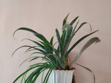 Epiphyllum (lat. Epiphyllum (Latince: 