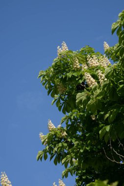 Koniler sıradan kestane (lat.Asculus hipokstanum)