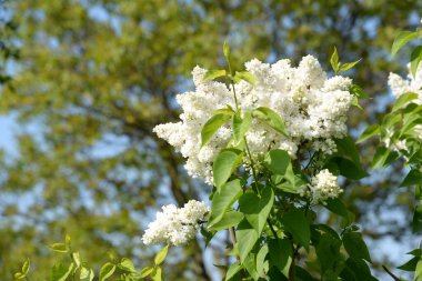  Sıradan yaban domuzu (Şırınga bayağılığı))