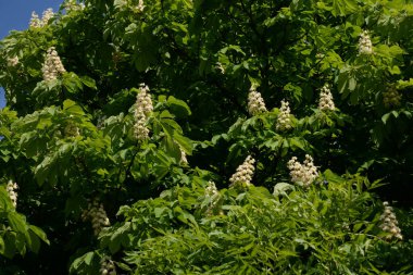 Koniler sıradan kestane (lat.Asculus hipokstanum)