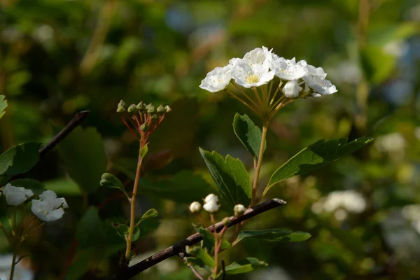 Spirea Latin Spiraea Género Arbustos Decorativos Hoja Caduca Familia Rosaceae —  Fotos de Stock