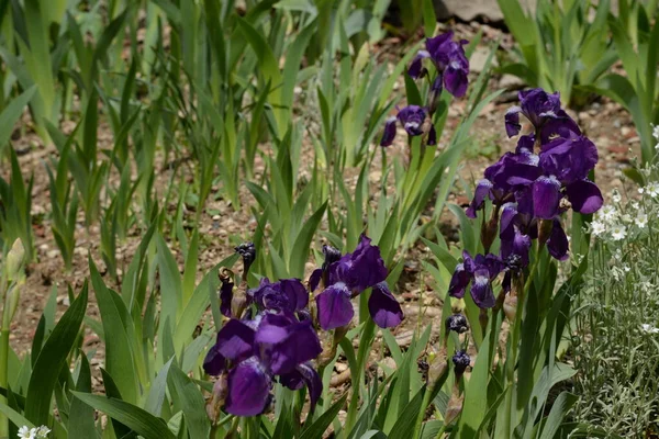 Iris Kasatik Horoz Lat Ris — Stok fotoğraf