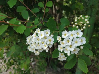 Spirea (Latince: Spiraea) - pembe ailenin (Rosaceae) yaprak döken dekoratif çalılarının bir cinsidir.)