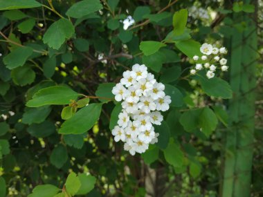 Spirea (Latince: Spiraea) - pembe ailenin (Rosaceae) yaprak döken dekoratif çalılarının bir cinsidir.)
