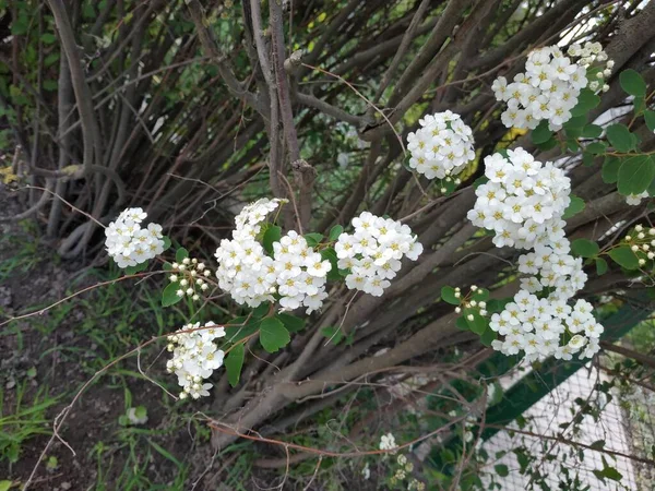 Spirea Latin Spiraea Género Arbustos Decorativos Hoja Caduca Familia Rosaceae —  Fotos de Stock