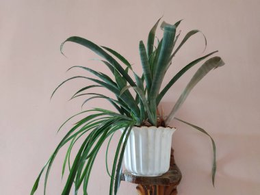 Epiphyllum (lat. Epiphyllum) - kaktüs ailesinin epifitik kaktüsü cinsi.