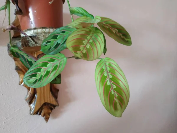 クラウントン フラット Crton ユフォルビア科植物属 ユーフォルビア科 — ストック写真
