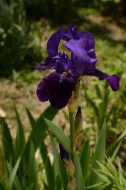 Iris, ya da Kasatik, ya da Horoz (lat. ris)