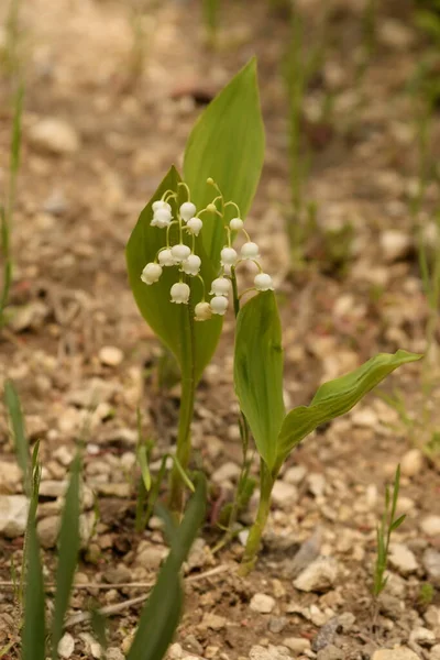 Lírio Vale Lírio Vale Convallaria Majalis — Fotografia de Stock