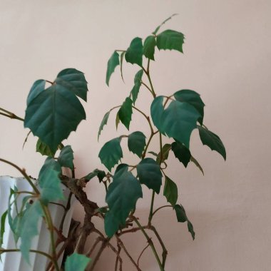 Epiphyllum (lat. Epiphyllum) - kaktüs ailesinin epifitik kaktüsü cinsi.