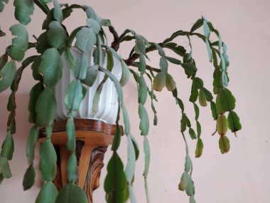 Schlumberger (Latince. Schlumbergera, Lemaire; eş anlamlılar: epiphyllum - Latince. Epiphyllum, Pfeiffer; Zygocactus - Zygocactus, Schumann; Epiphyllantus - Epiphyllanthus, Berger)