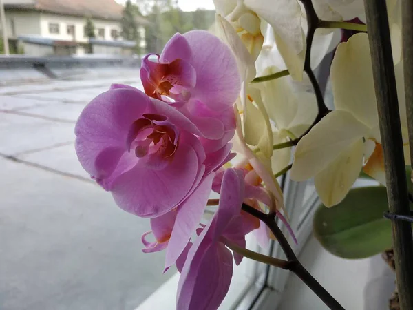 Zozuliantsev Orchidaceae Orchidaceae 나무과 Orchidaceae 고향이다 — 스톡 사진