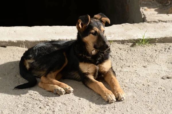 Собака Собака Canis Lupus Familiaris Canis Familiaris — стоковое фото