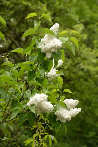 Обыкновенный Кабан Syringa Vulgaris — стоковое фото