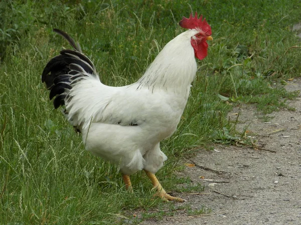 Hahn Auf Dem Gras — Stockfoto