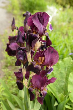  Iris, ya da Kasatik, ya da Horoz (lat. ris)