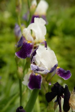  Iris, ya da Kasatik, ya da Horoz (lat. ris)