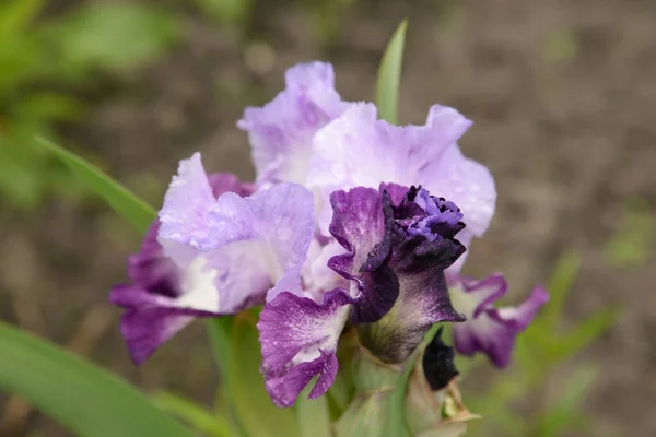 Iris Vagy Kasatik Vagy Cockerel Lat Nincs Magyar Neve — Stock Fotó