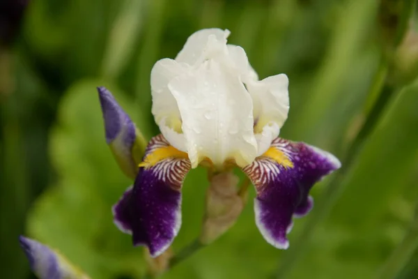 Iris Kasatik Horoz Lat Ris — Stok fotoğraf