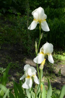  Iris, ya da Kasatik, ya da Horoz (lat. ris)