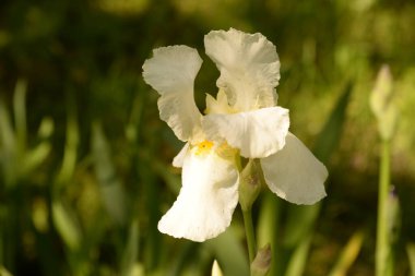  Iris, ya da Kasatik, ya da Horoz (lat. ris)