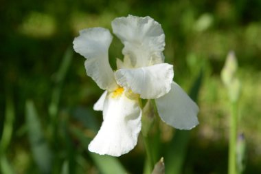  Iris, ya da Kasatik, ya da Horoz (lat. ris)