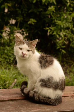  Zemin üzerinde dinlenmek hafif kedi yavrusu