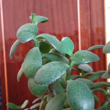 Şişman Adam, Şişman Adam veya Güzel (Crassula L.)