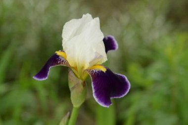  Iris, ya da Kasatik, ya da Horoz (lat. ris)