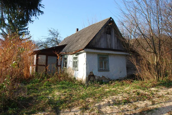 Pojedynczy Start Starym Lesie — Zdjęcie stockowe