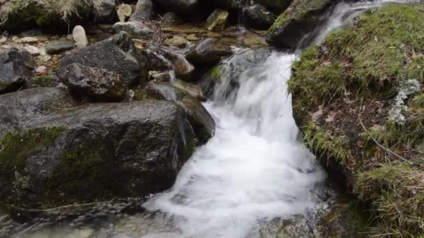 Water Stream flowing — Stock Video