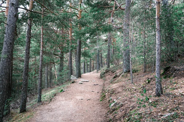 Sendero que pasa a través del bosque — Foto de Stock