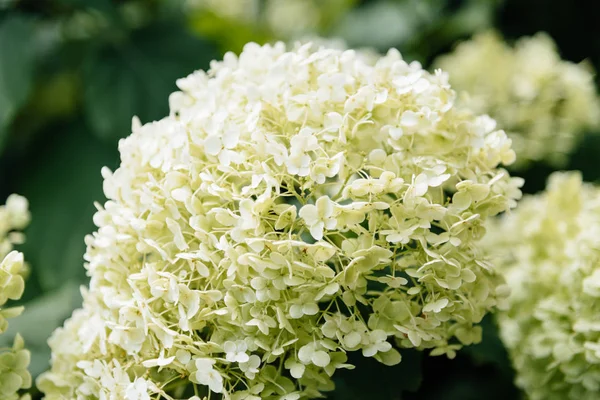 White flower Hydrangea snowball