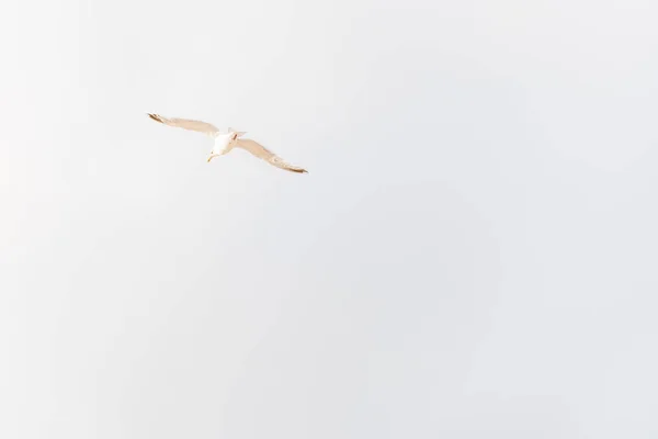 海鸥，副本的空间的天空 — 图库照片