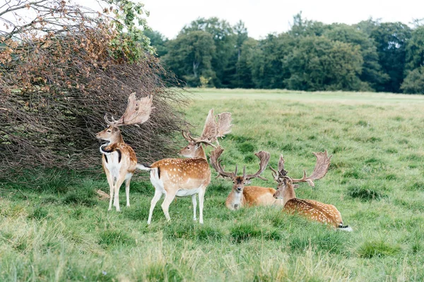 A herd of fallow deers in the wood (Dama dama) in Denmark — Stock Photo, Image