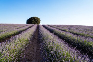 Lavanta alanları güzel görüntüsü. Yaz günbatımı manzara