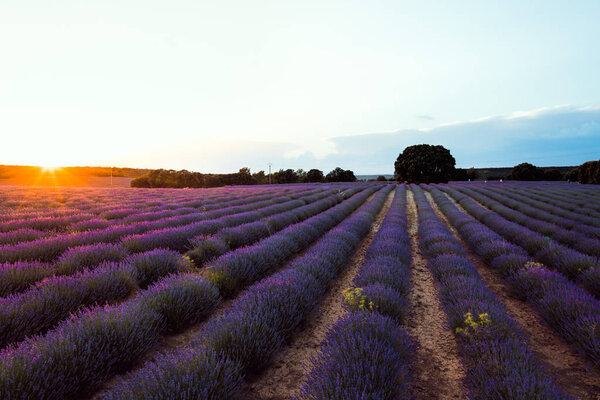 Beautiful image of lavender fields. Summer sunset landscape