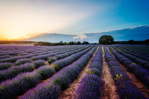 Beautiful image of lavender fields. Summer sunset landscape