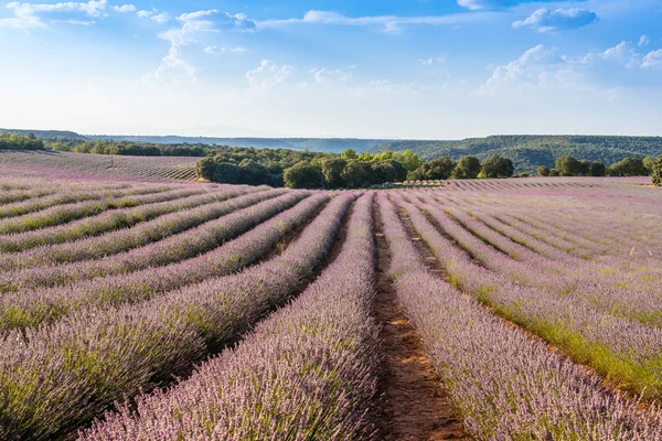 Hermosa imagen de los campos de lavanda. Atardecer verano paisaje —  Fotos de Stock