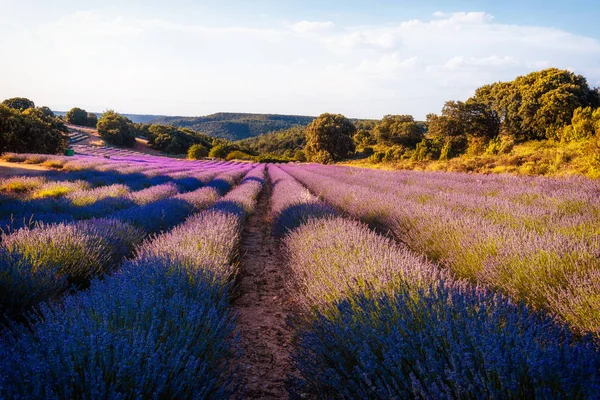 Bella immagine di campi di lavanda. Estate tramonto paesaggio — Foto Stock