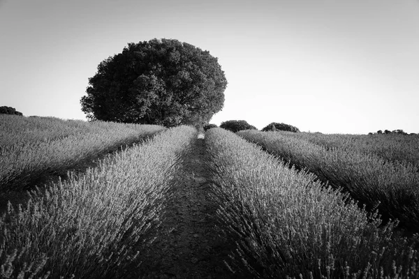 Hermosa imagen de los campos de lavanda. Atardecer verano paisaje — Foto de Stock