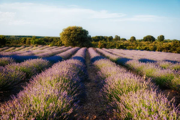 Hermosa imagen de los campos de lavanda. Atardecer verano paisaje —  Fotos de Stock