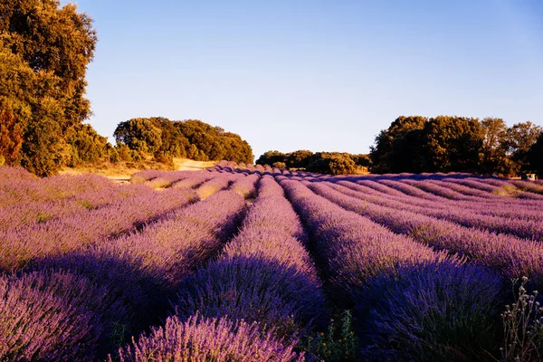 Imagem bonita de campos de lavanda. Verão pôr do sol paisagem — Fotografia de Stock