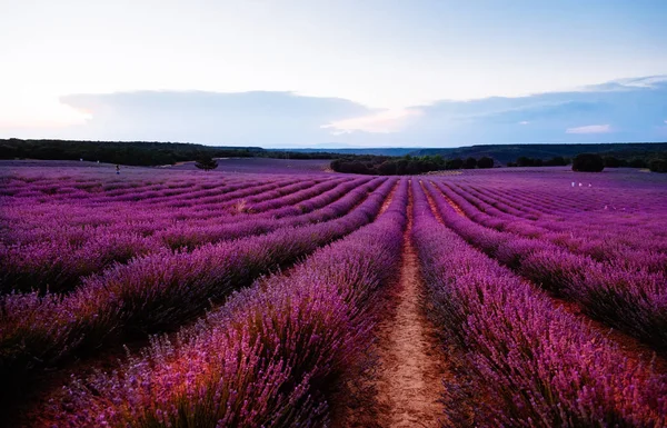 Hermosa imagen de los campos de lavanda. Atardecer verano paisaje —  Fotos de Stock