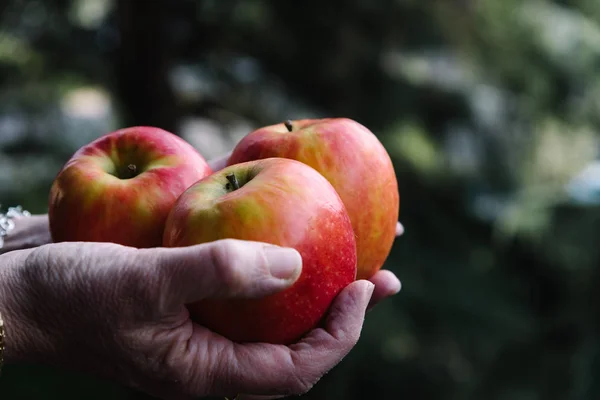 Mains de femme tenant trois pommes rouges — Photo