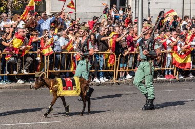 İspanyol ulusal gün ordu P yürüyen Legionarios ve keçi evde beslenen hayvan