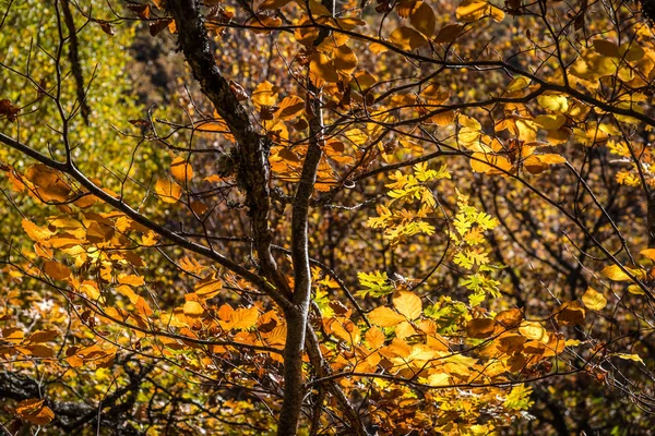 Прекрасний осінній буковий ліс — стокове фото